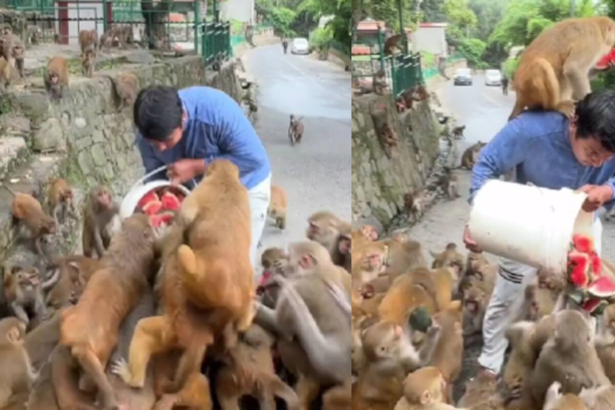 Hombre es atacado por una manada de monos al intentar tomar una sandía