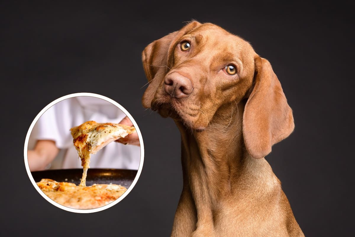 ¿Por qué las pizzas no son recomendadas para los perros?
