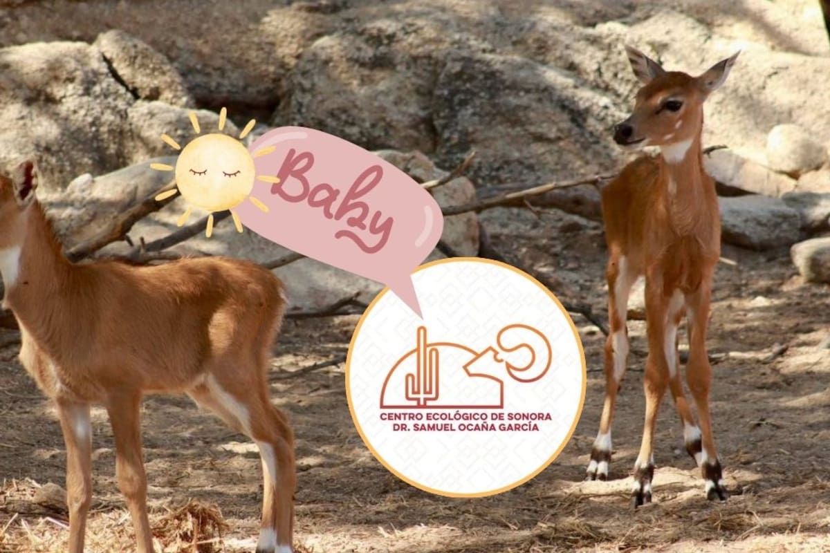 ¿Quieres conocer a las nuevas crías de antílope del Centro Ecológico de Sonora? Estos son los cuidados que debes tener al visitarlas