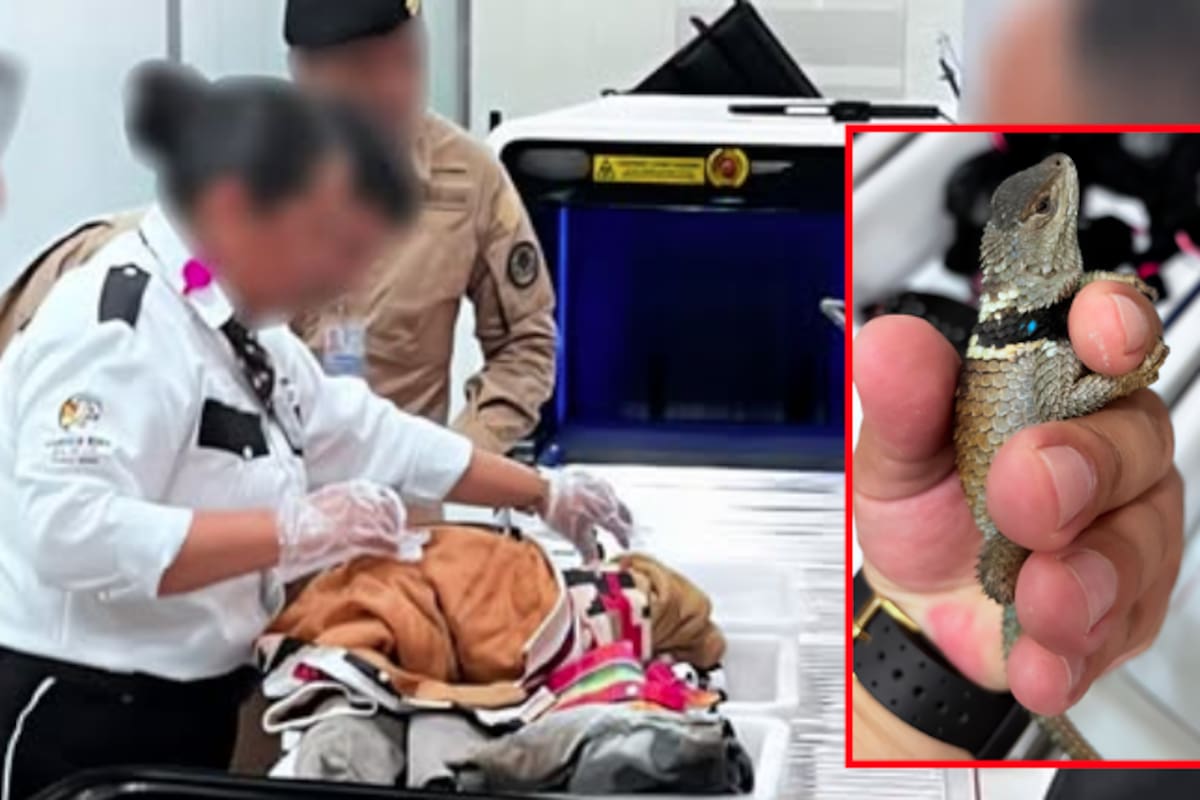 Detienen en CDMX a traficante internacional con 299 reptiles rumbo a Japón