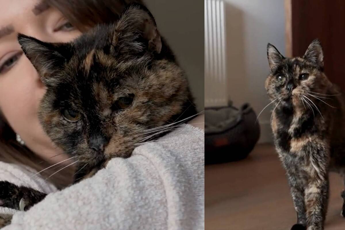 Flossie rompe récord Guiness y es la gata más vieja del mundo; ¿cuántos años tiene?
