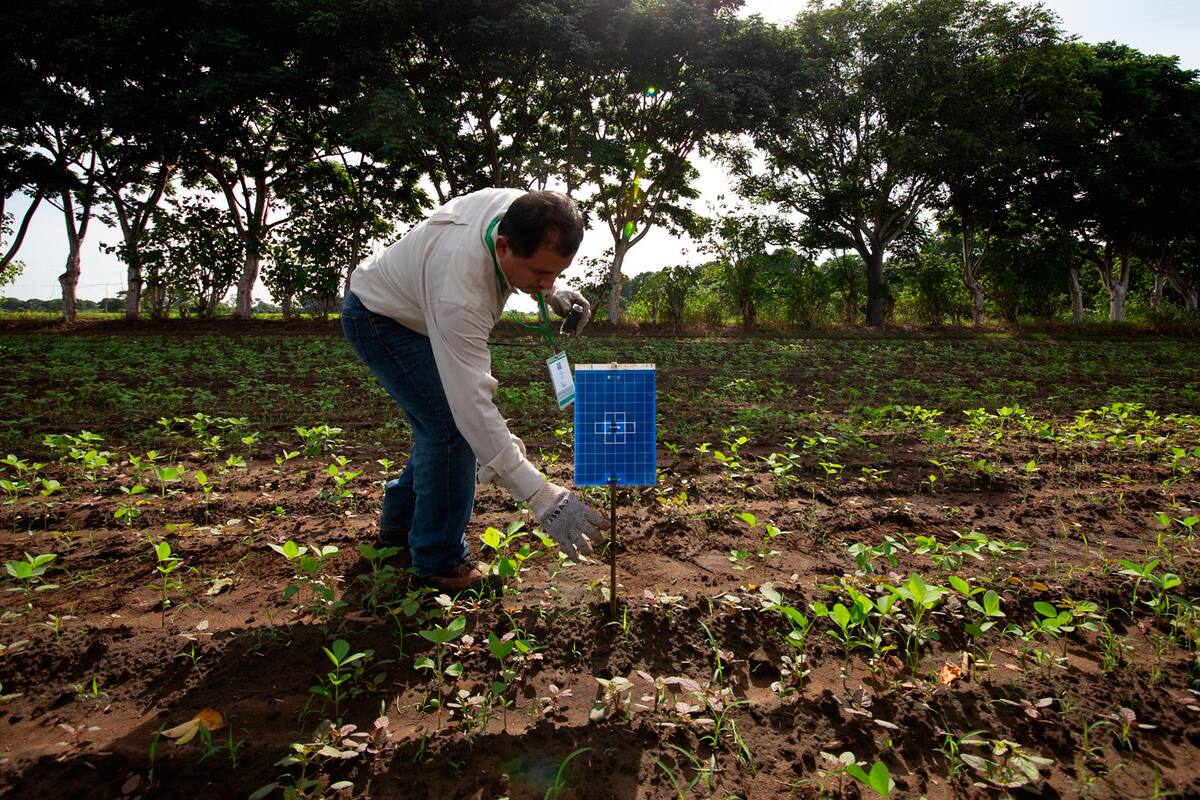 Aplica la Sader en Sonora campaña contra la mosca de la fruta