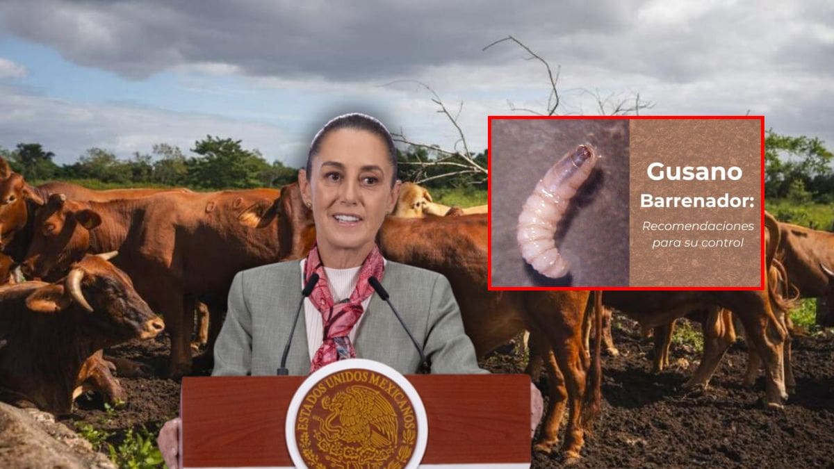 Próxima semana México pondrá sobre la mesa la reapertura de la frontera de EEUU al ganado mexicano en reunión bilateral: Marcelo Ebrard