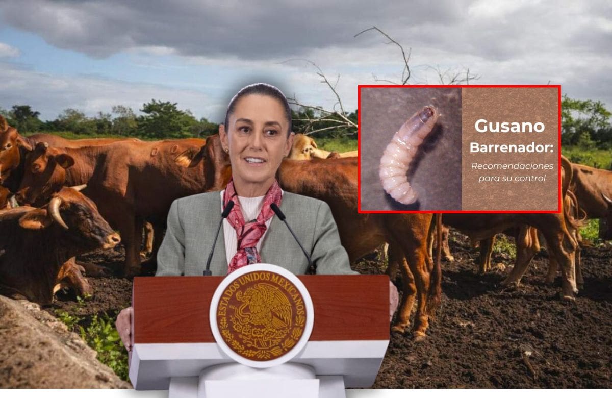 Plaga del gusano barrenador fue de los primeros temas que trató nuevo canciller mexicano con Marco Rubio: Sheinbaum