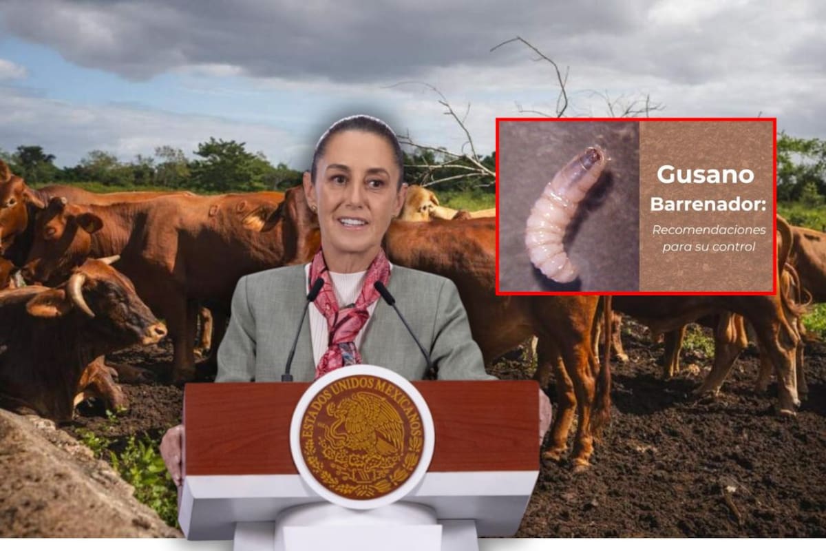 Plaga del gusano barrenador fue de los primeros temas que trató nuevo canciller mexicano con Marco Rubio: Sheinbaum