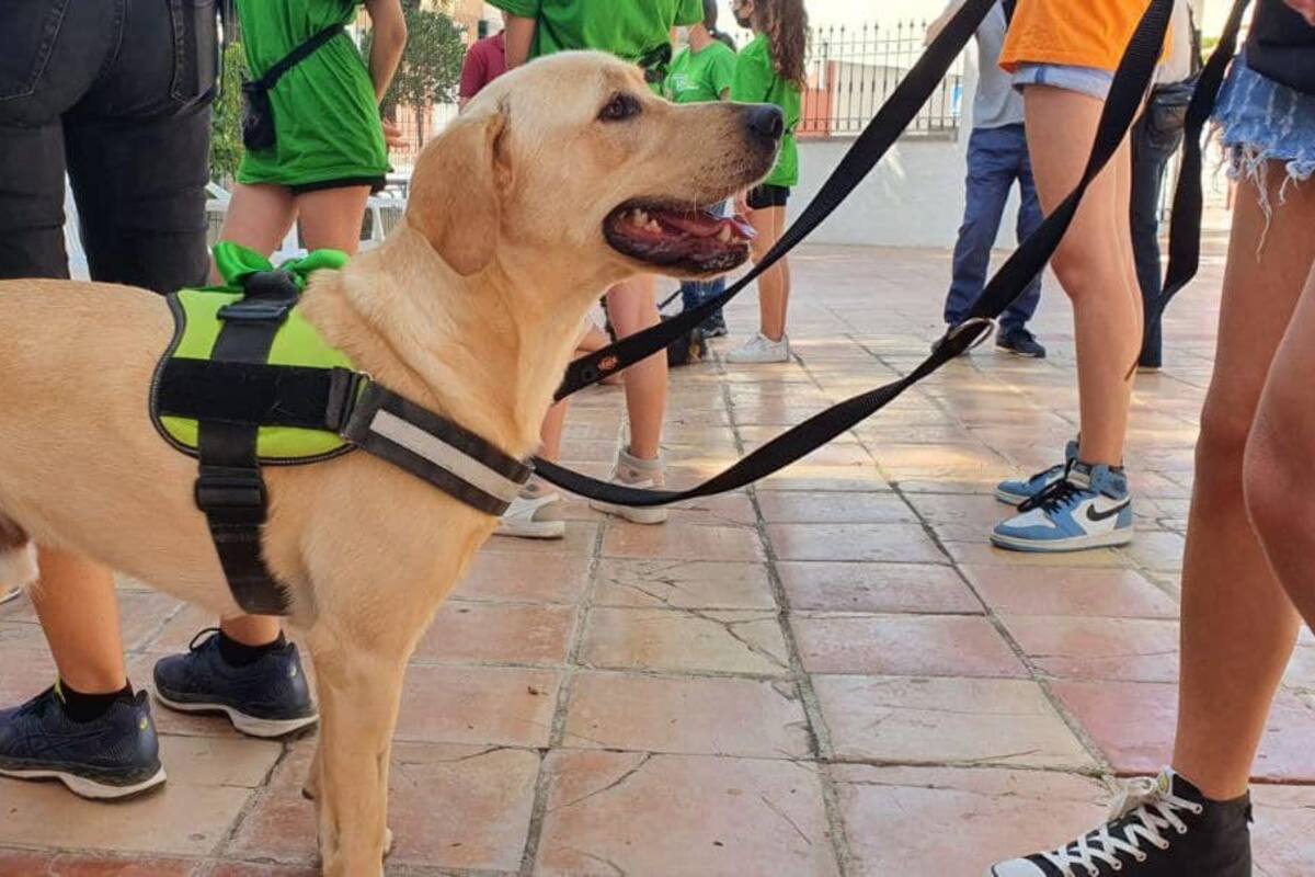 Regidor busca garantizar el libre acceso de perros de asistencia a lugares públicos
