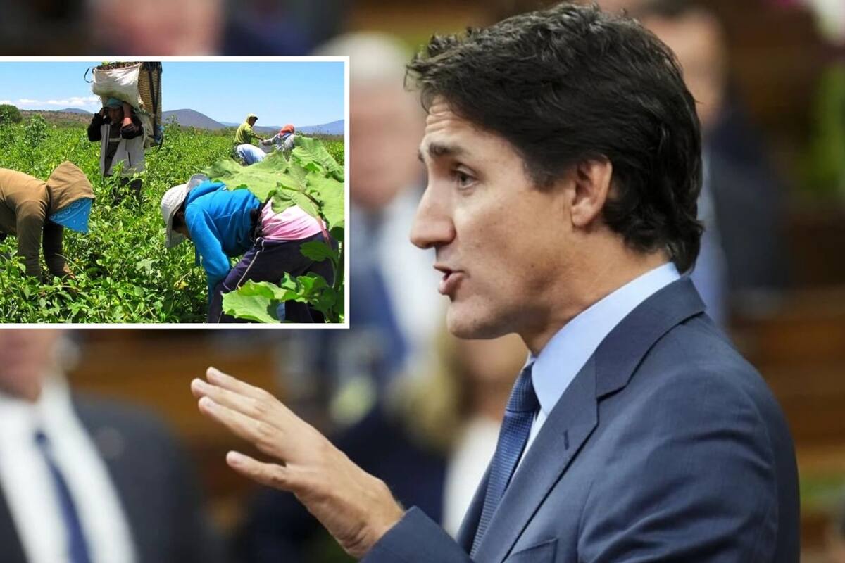 Canadá endurece el acceso a trabajadores extranjeros temporales ¿Cómo afectará a mexicanos?