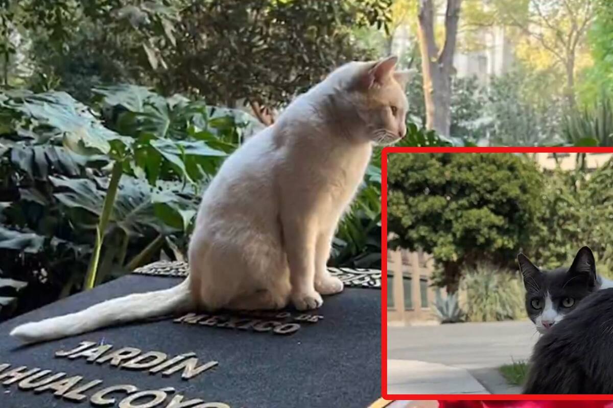 Estos son ‘Los michis’ que viven en el Palacio Nacional