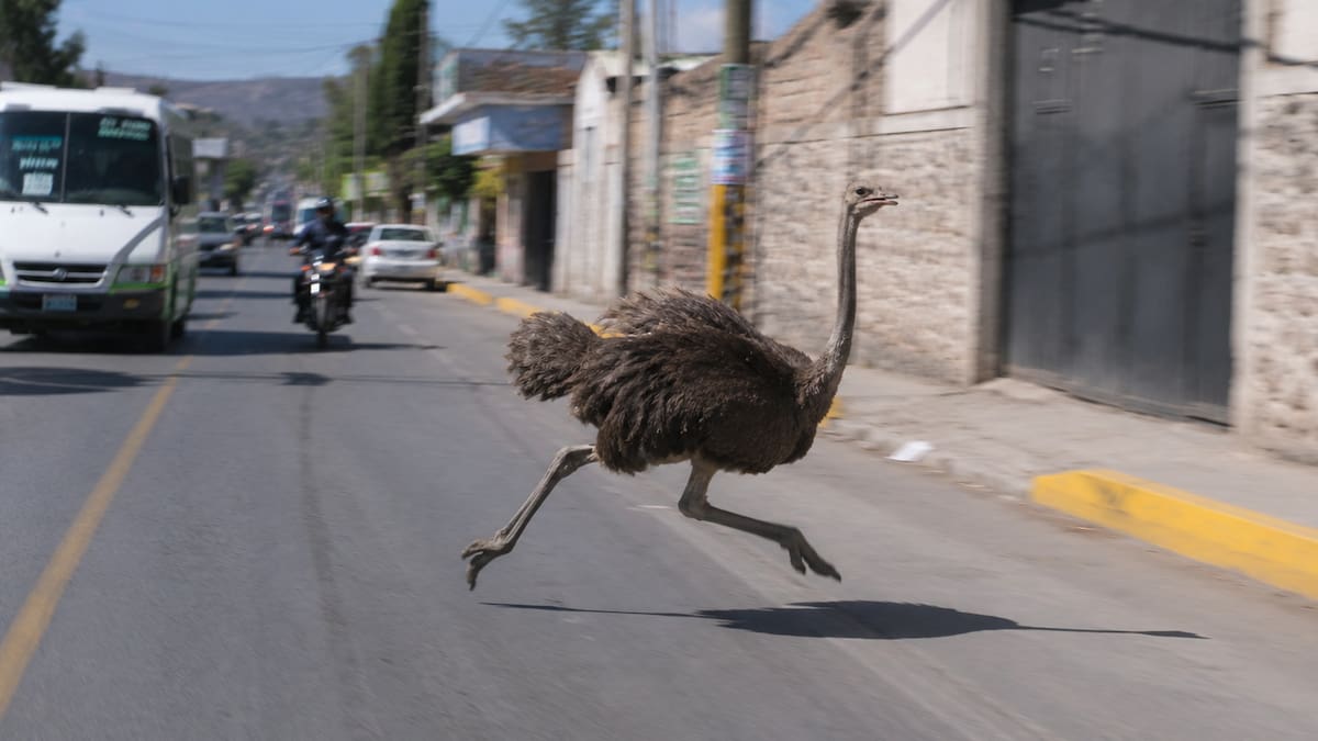 “México supera a la IA” avestruz es captada corriendo entre transporte público, autos y motos en calles de Tepotzotlán, Estado de México y desata bromas en redes