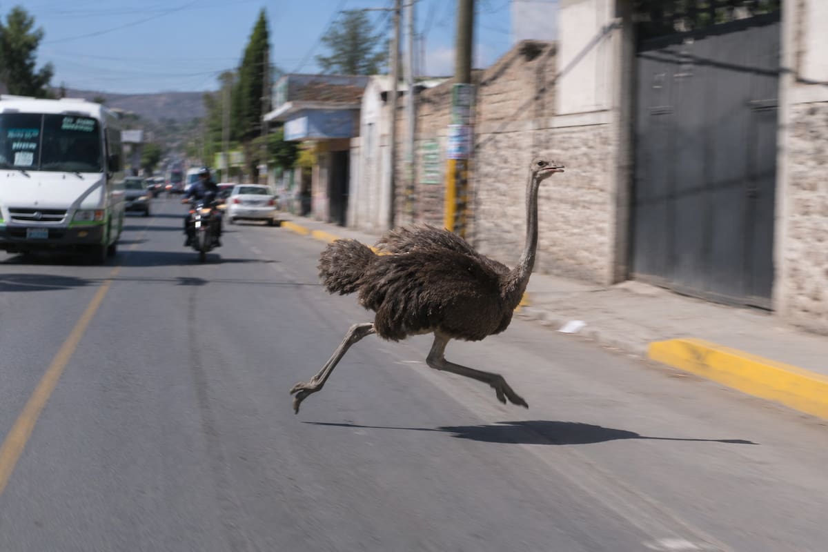 “México supera a la IA” avestruz es captada corriendo entre transporte público, autos y motos en calles de Tepotzotlán, Estado de México y desata bromas en redes