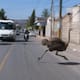 “México supera a la IA” avestruz es captada corriendo entre transporte público, autos y motos en calles de Tepotzotlán, Estado de México y desata bromas en redes