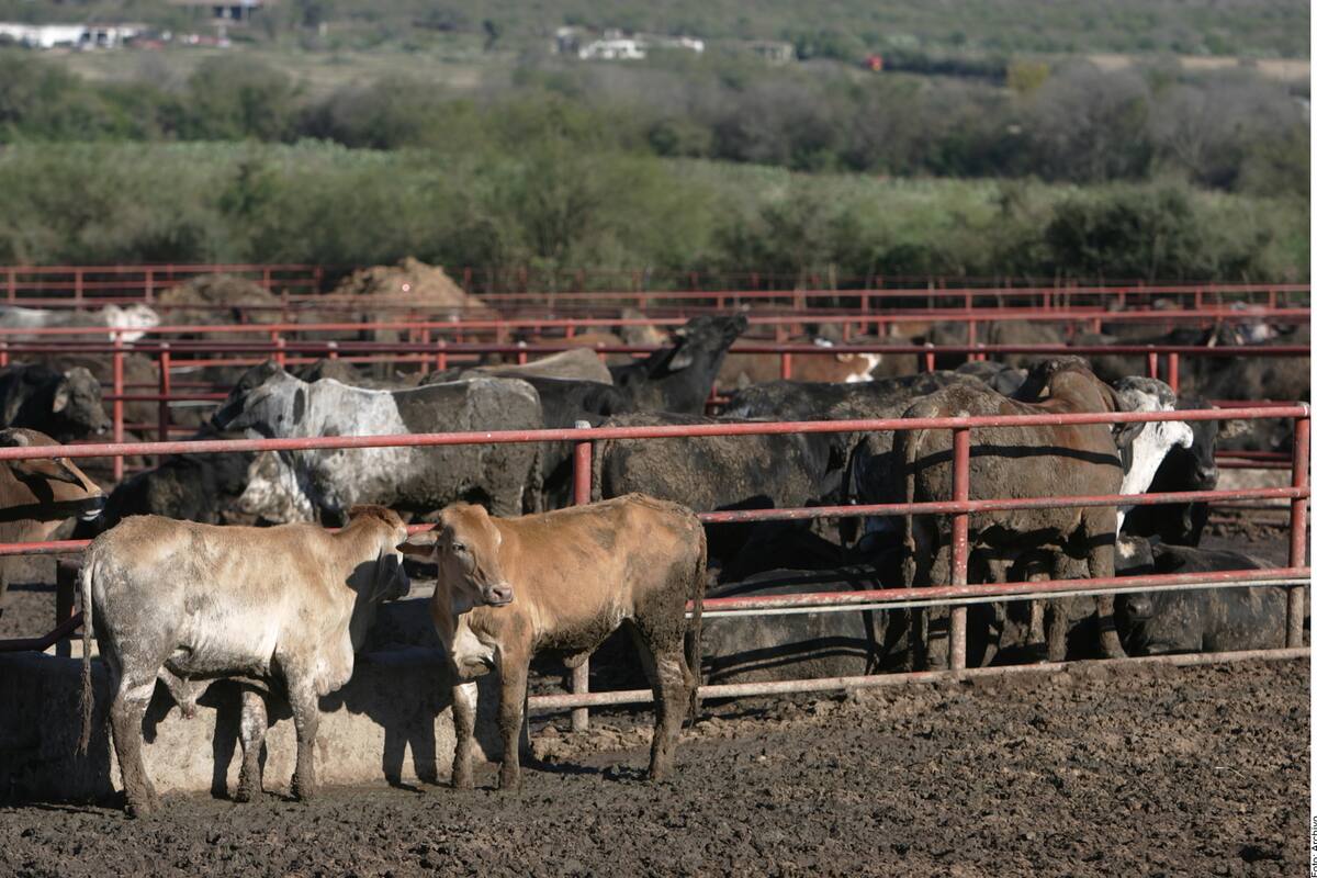 Sonora prepara inspección para reanudar exportación de ganado a Estados Unidos