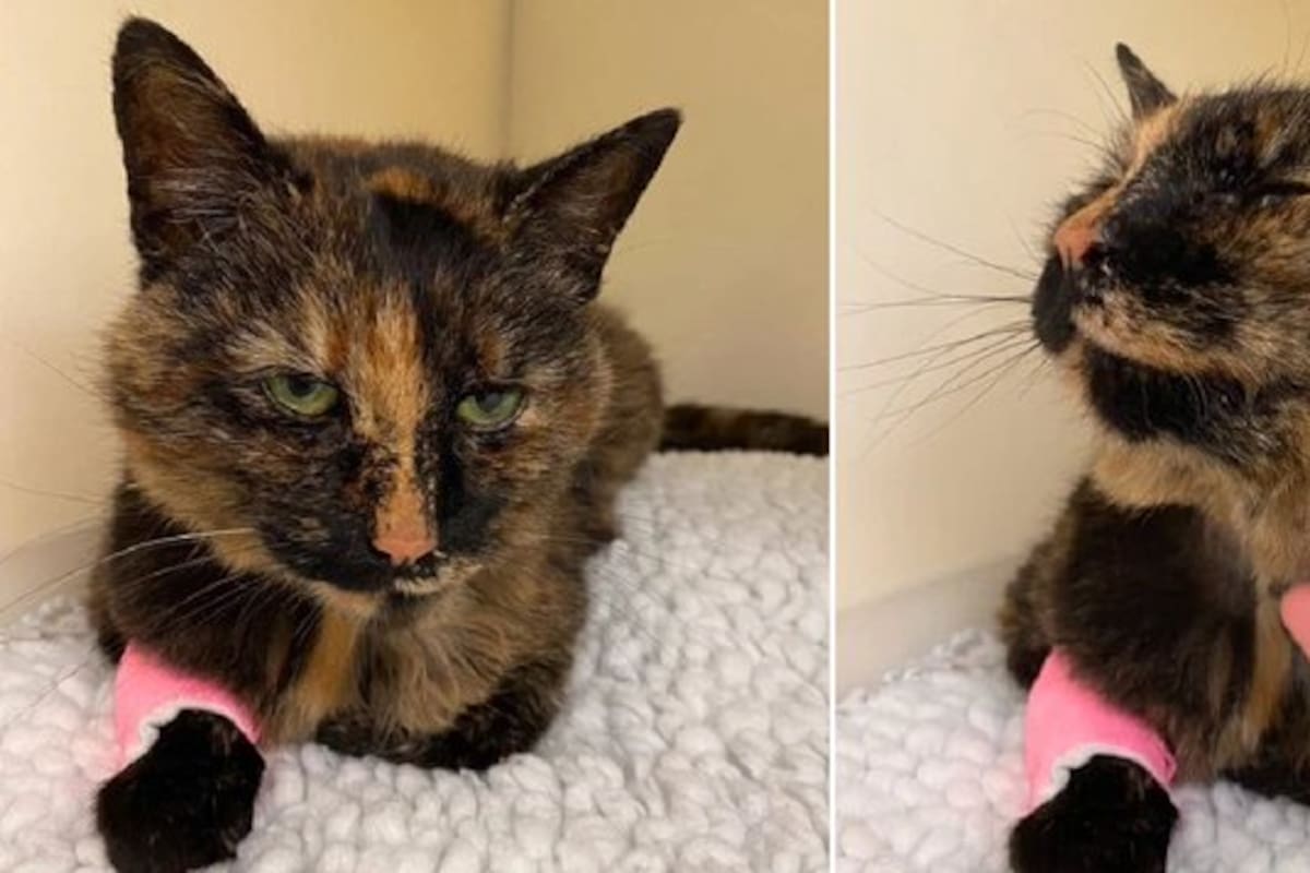 Gatita extraviada durante 7 años se reencuentra con su familia