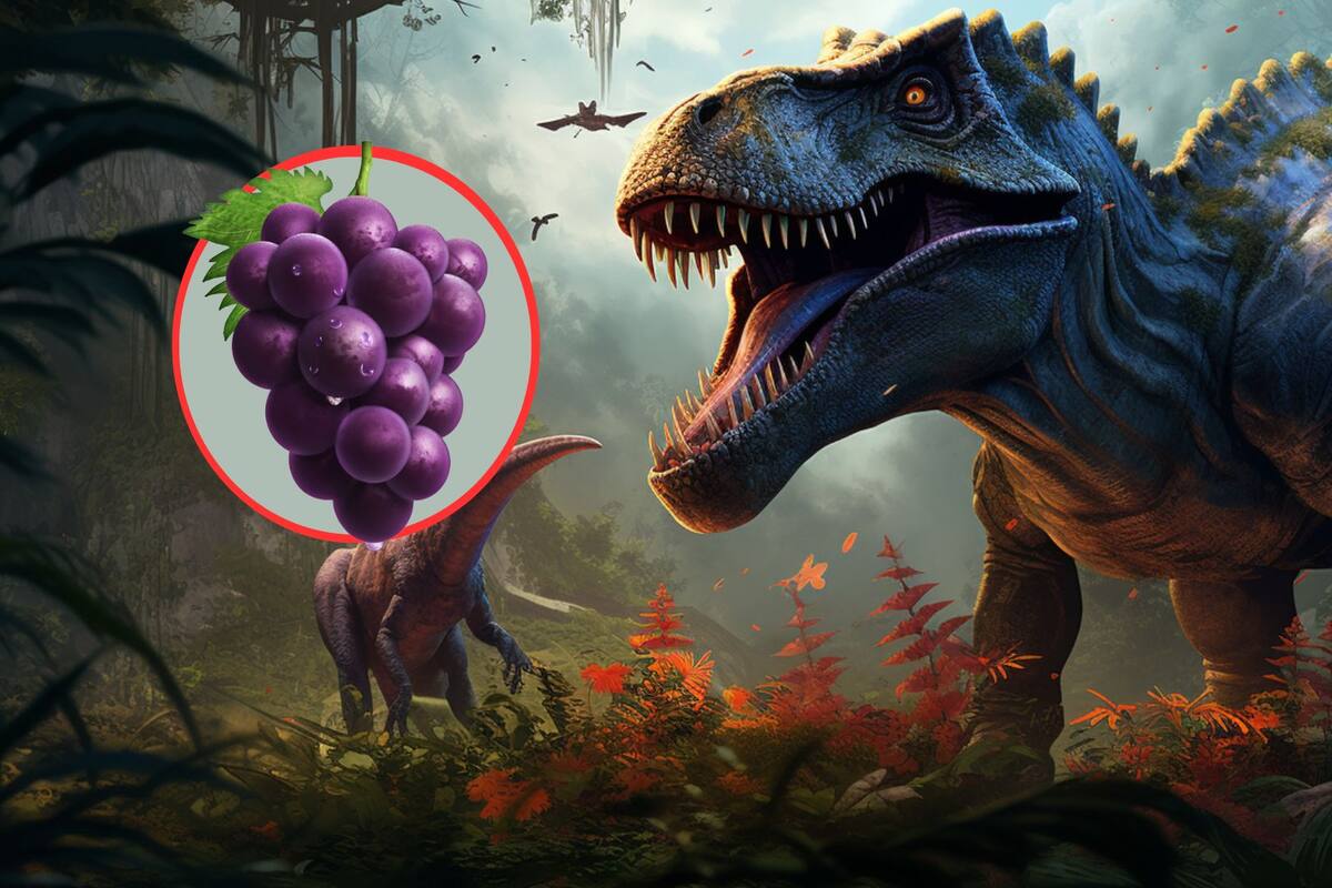 El origen del vino y cómo la extinción de los dinosaurios fue clave para el desarrollo de la uva