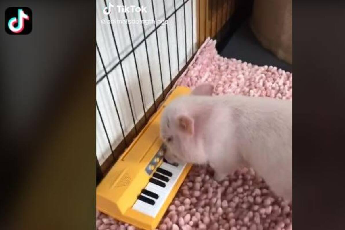 Cerdito "toca" el piano y se hace viral en TikTok