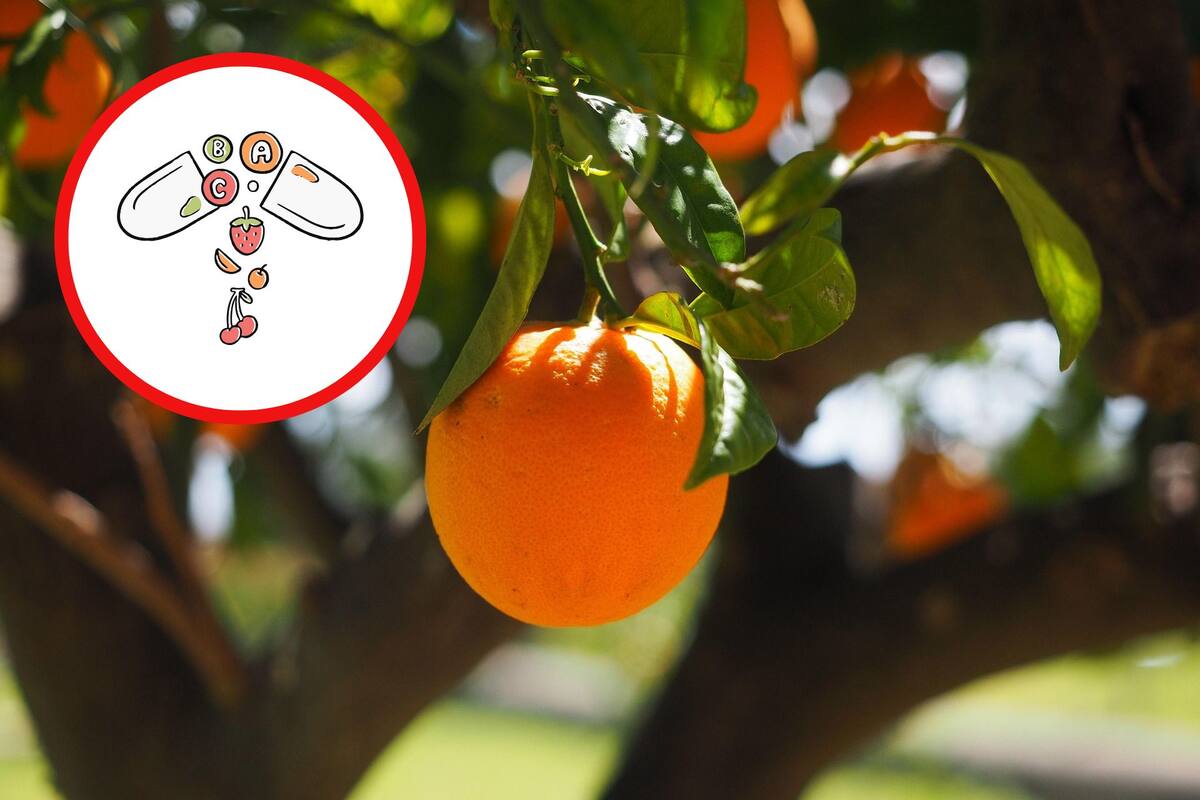 ¿Qué vitaminas tiene la naranja y cómo benefician a tu salud?