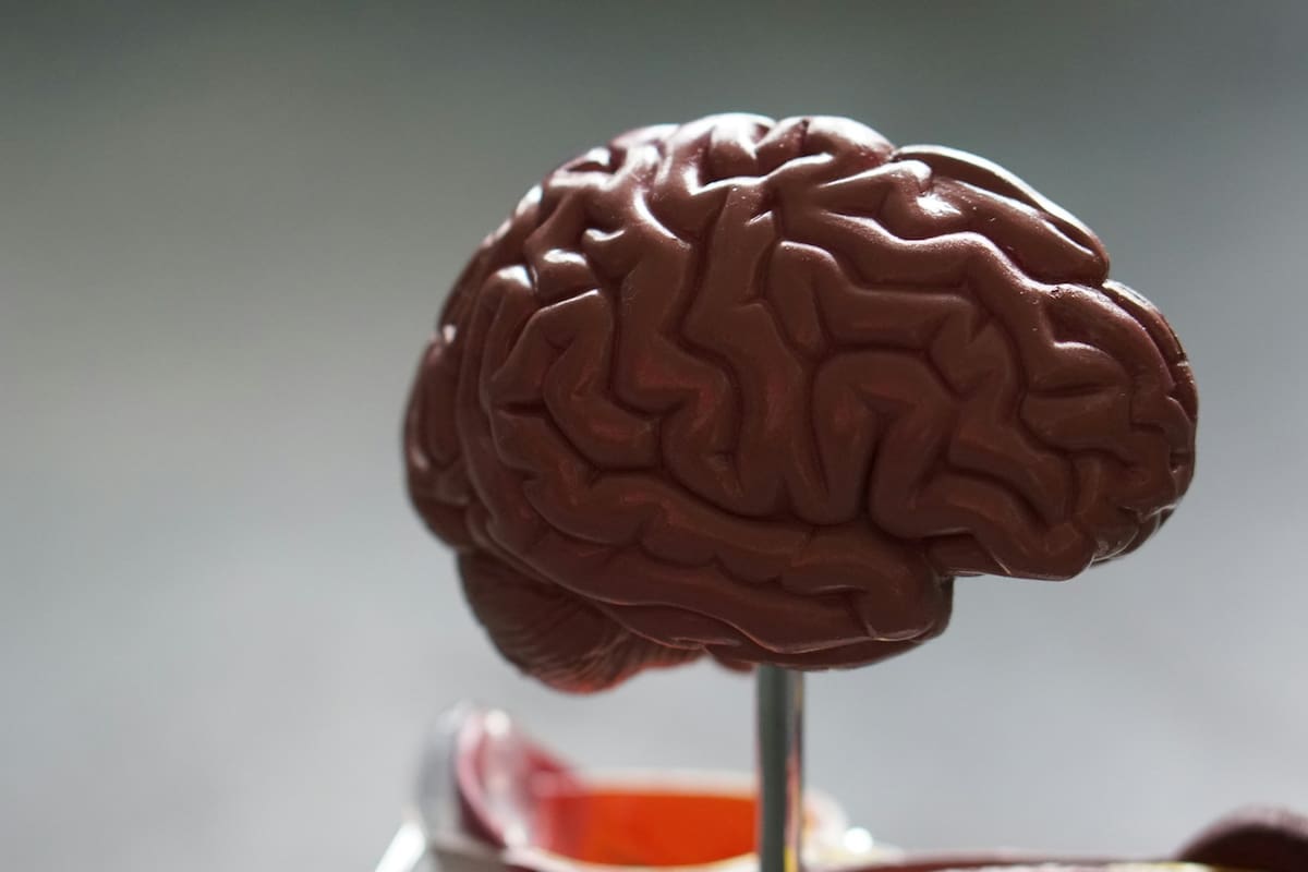 Envejecimiento cerebral: ¿Cómo prevenir la demencia?
