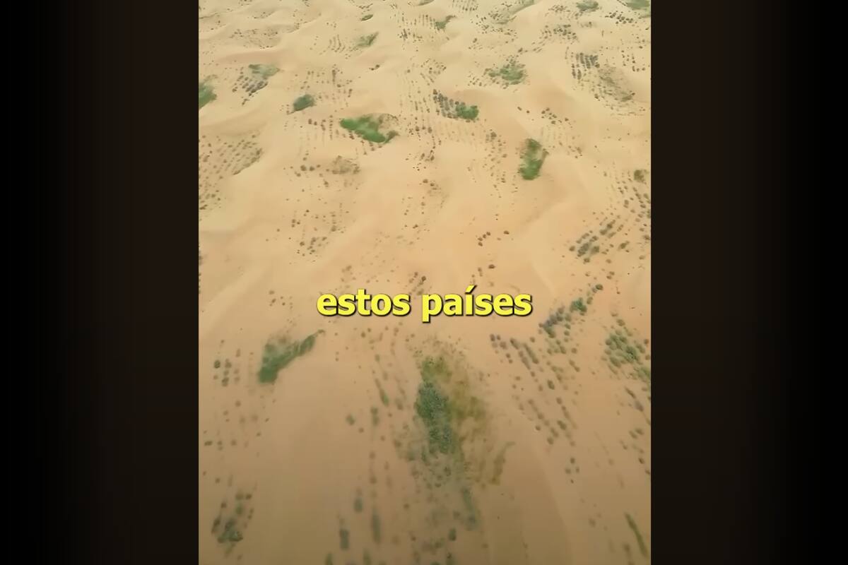 China y Mongolia están plantando árboles modificados genéticamente para el desierto