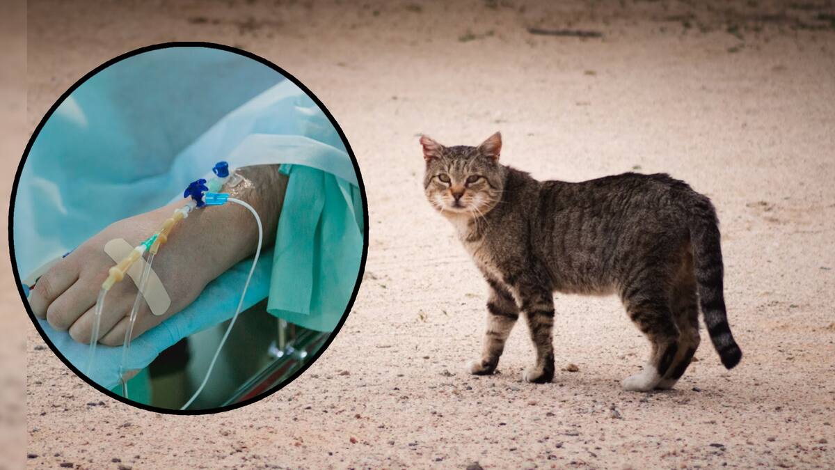 La zoonosis es una infección que se transmite de un animal al ser humano y causa enfermedades como rabia, y deben tratarse con inmediatez. . Foto: Especial