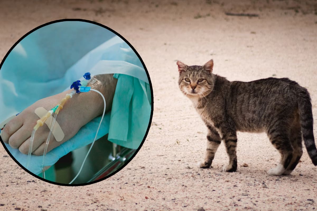 Hombre muere de rabia en Cancún tras ser mordido por gato callejero