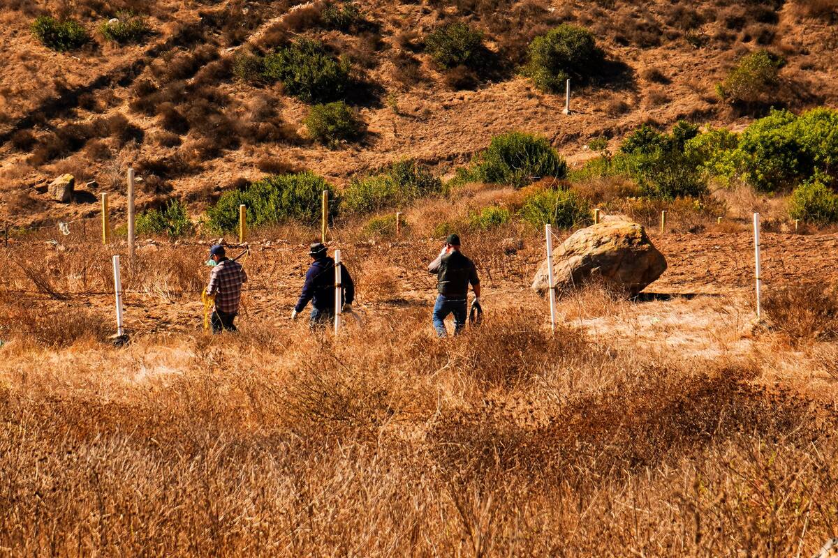 Captura Gobierno de Ensenada cinco perros ferales en cerro de El Vigía