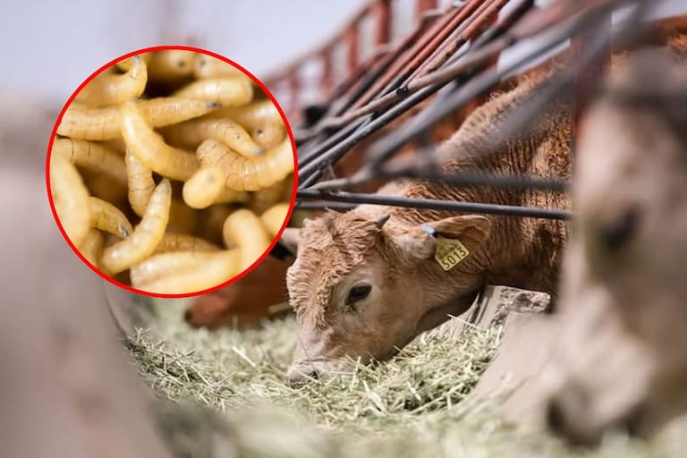 Yucatán reporta 39 nuevos casos de gusano barrenador; acumulado estatal llega a 587