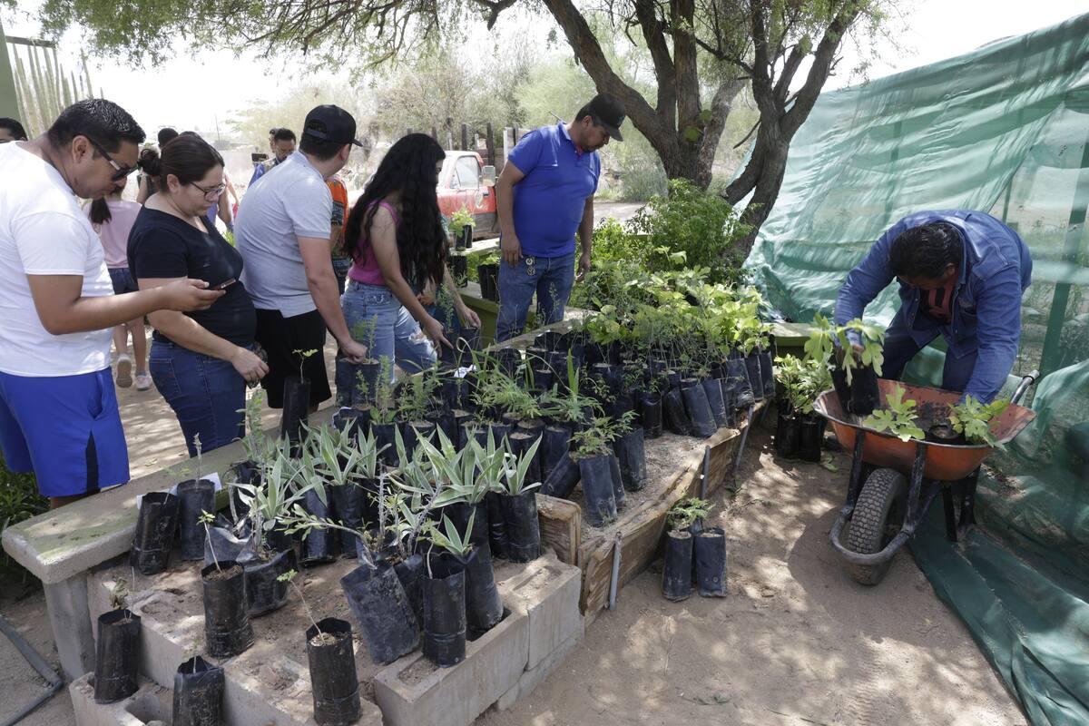 Regalarán 100 mil plantas en el Ecológico de Sonora