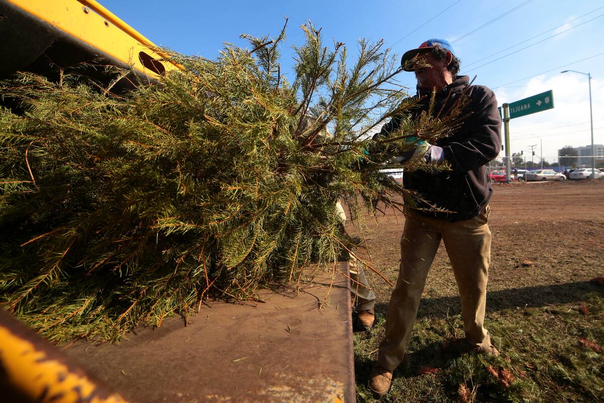 Van más de mil 500 arbolitos entregados en centros de acopio