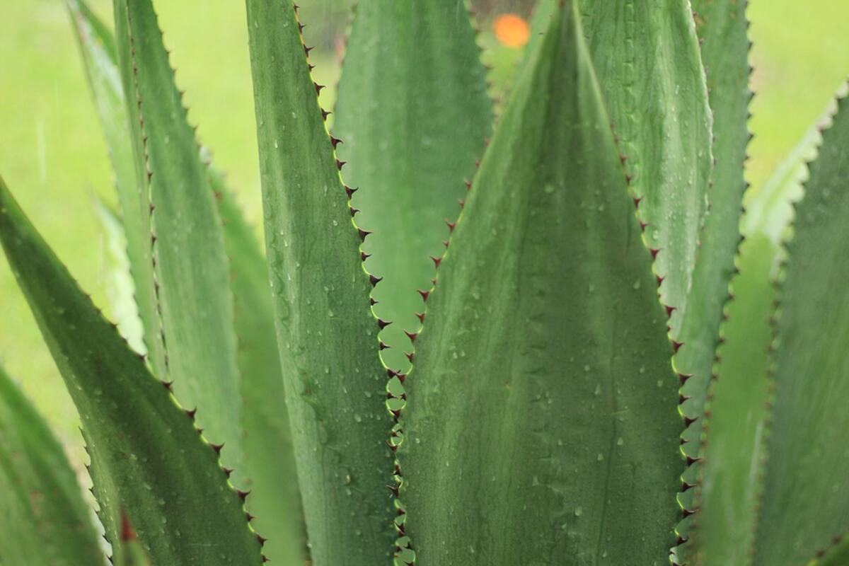 Descubren cuatro nuevas especies de agave
