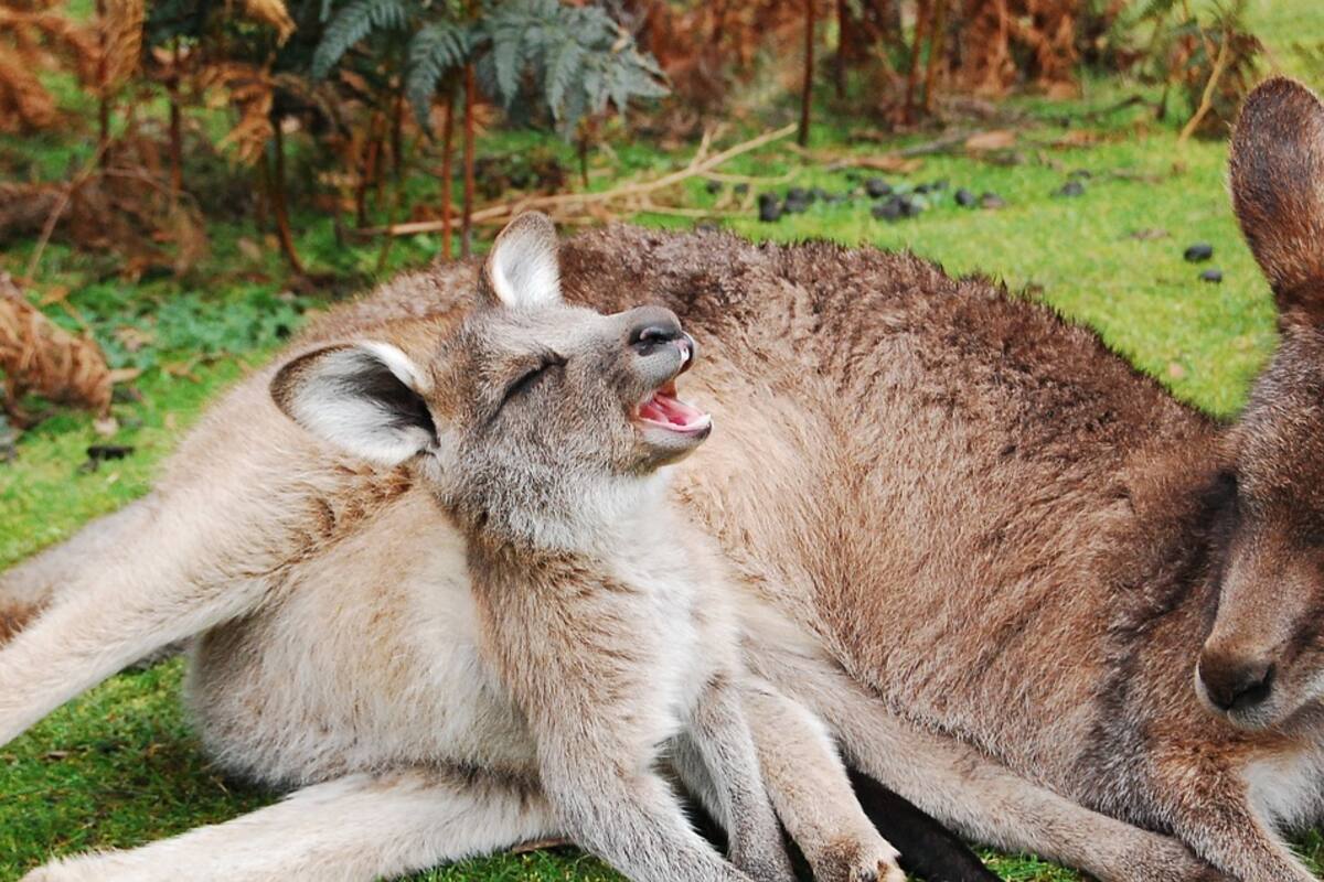 Canguros retozan en la nieve luego de inusual ola de frío en Australia