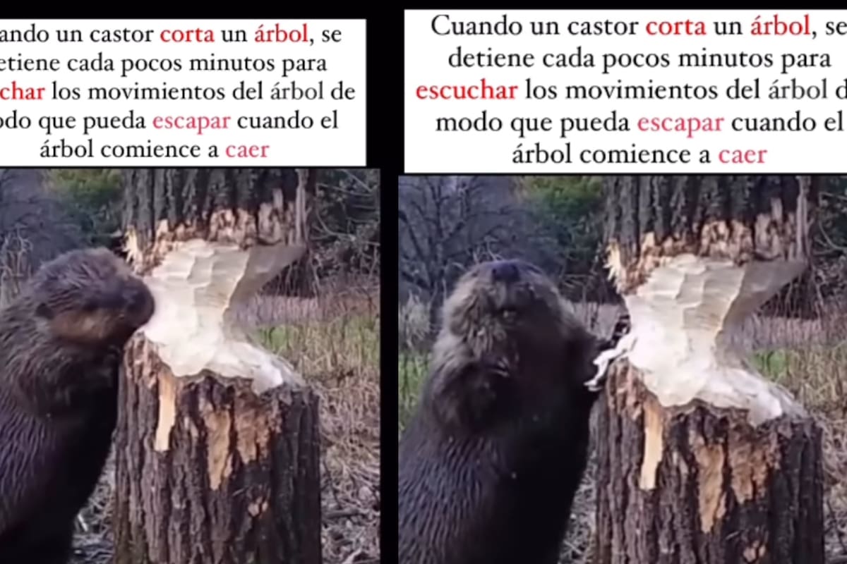 VIDEO: Castor corta un tronco y se detiene a escuchar antes de que caiga para no ser aplastado