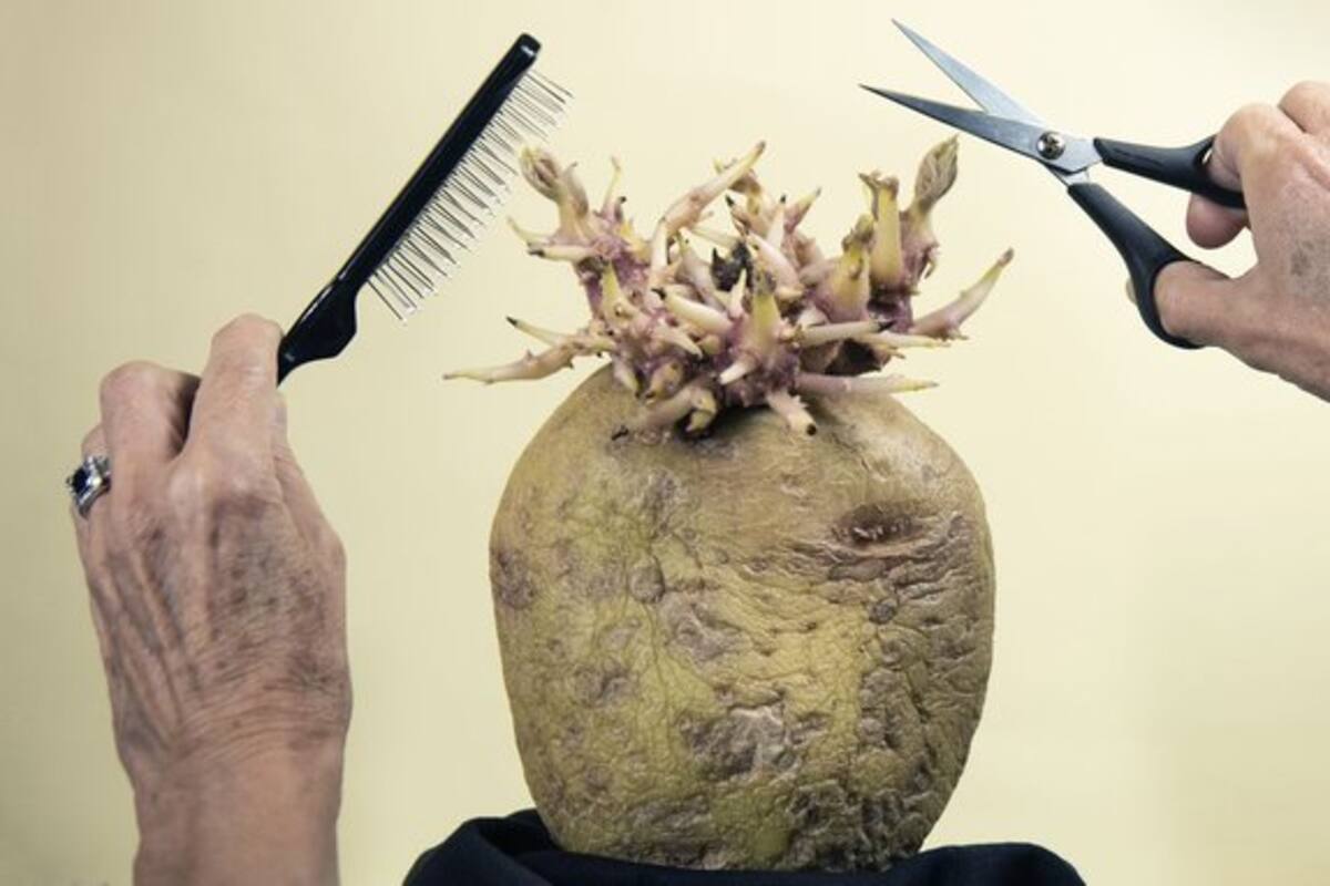 Organizan concurso de fotografía de papas 2020
