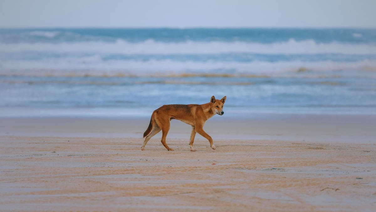 Piper llevaba varias semanas trabajando en la isla y había viajado a Australia para cumplir un proyecto personal. Salió sola por la mañana. Horas después, su cuerpo fue encontrado en la arena, con dingos alrededor, lo que activó protocolos forenses y ambientales.