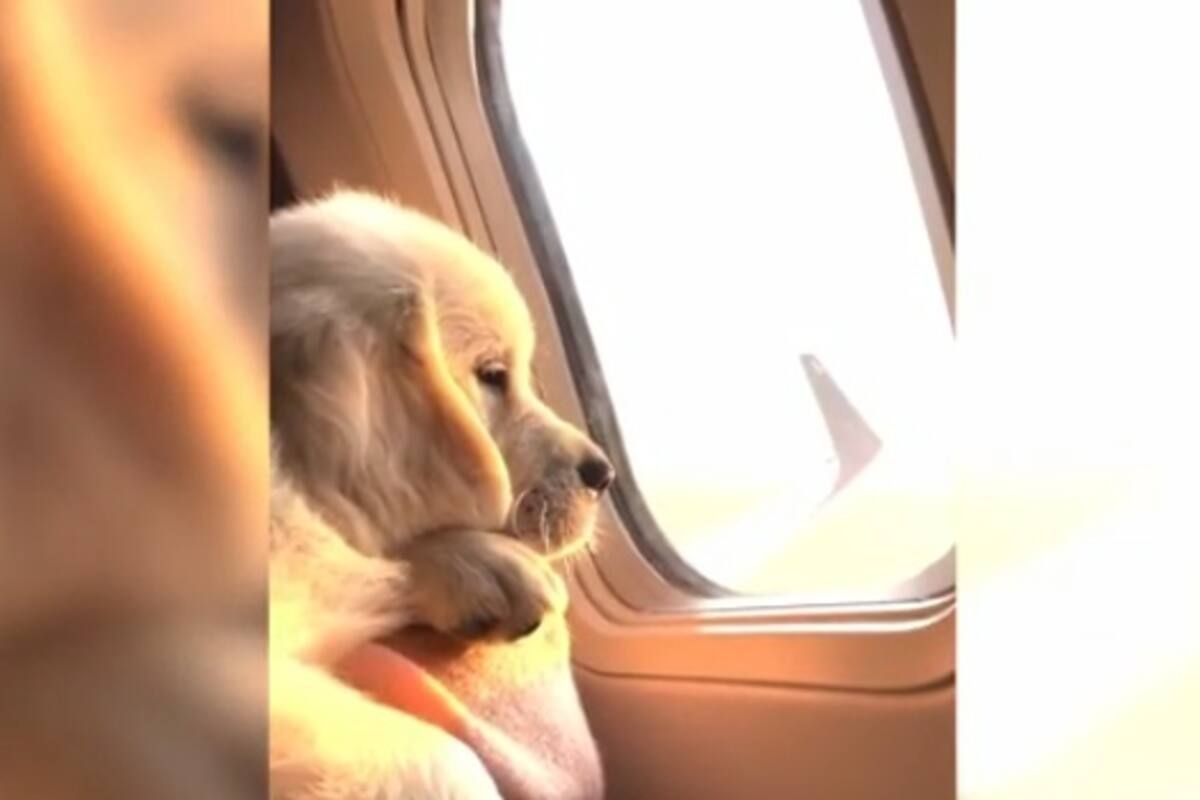 Perrito disfruta la vista por la ventana de un avión y se hace viral