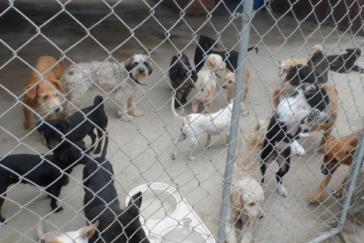 Fundación Invictus realiza recorrido por Control Animal y Parque Morelos