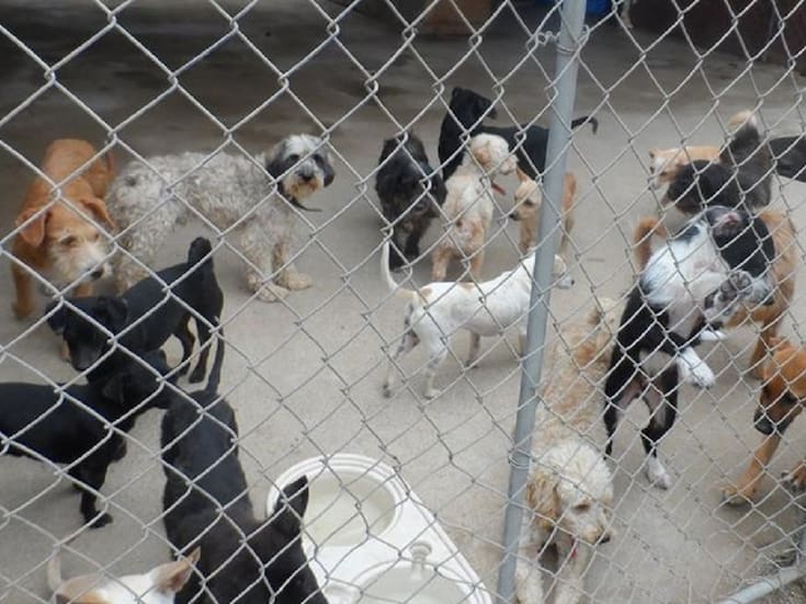 Atiende Centro para animales a 156 perros