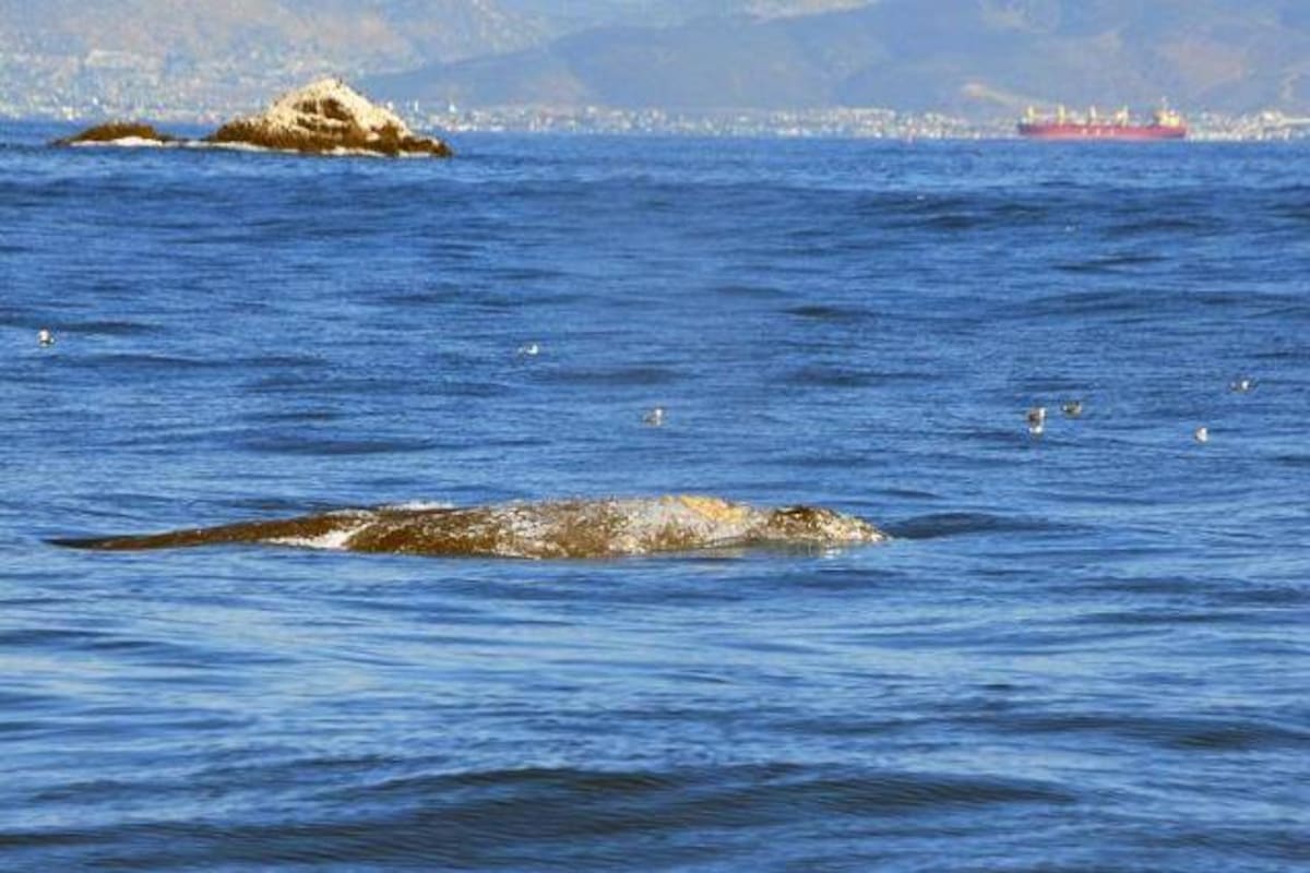 Preocupa posible afectación a la ballena gris con proyecto portuario