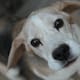 Rescatan 8 perros abandonados entre restos de animales