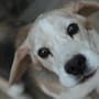 Rescatan a ocho perros y encuentran bolsas con restos de animales dentro de inmueble abandonado en Culiacán