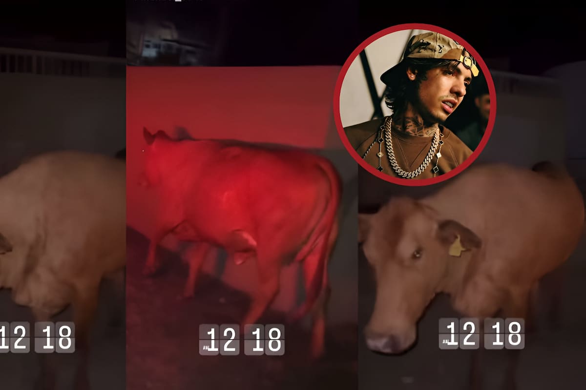 Natanael Cano se pelea con una vaca: “Te voy a comer hija de tu p**a madre”