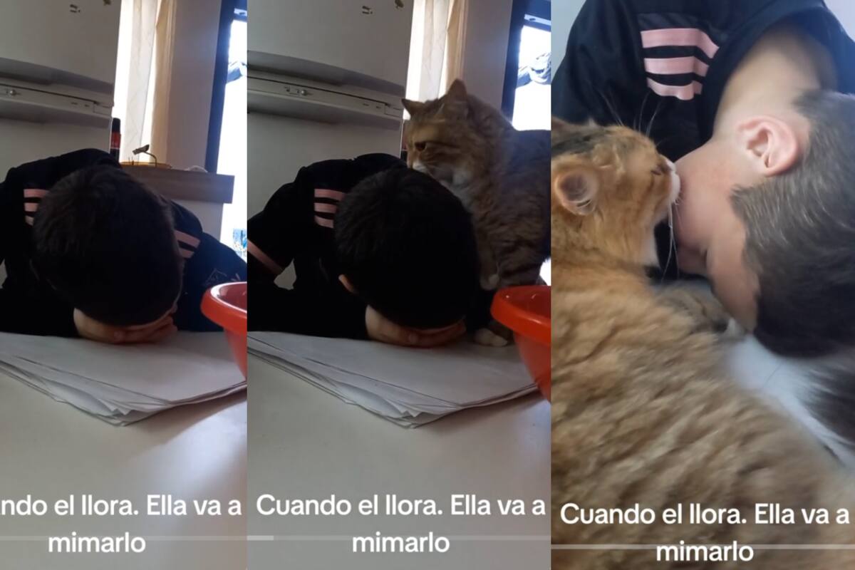 Gata se roba el corazón de los internautas al consolar a este niño que fingía llorar | VIDEO