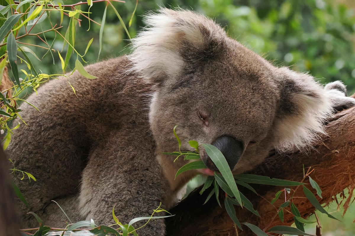Ocurrió en Australia: un koala detiene un autobús y evita una tragedia en plena carretera