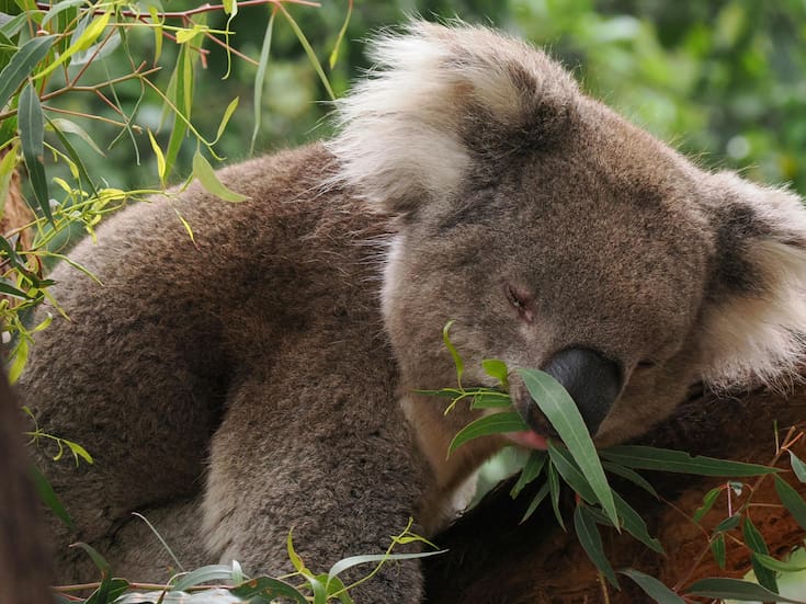 Ocurrió en Australia: un koala detiene un autobús y evita una tragedia en plena carretera