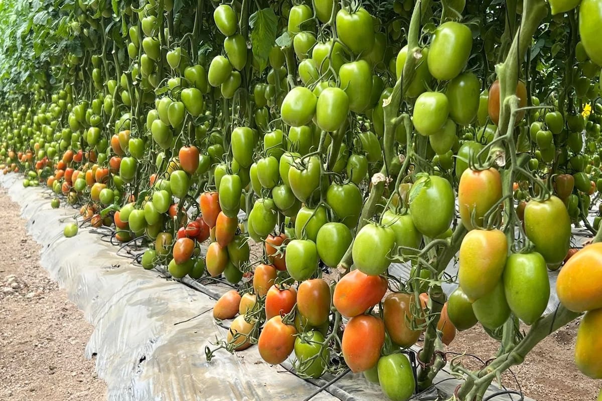 Arranca ciclo agrícola Primavera- Verano en la Zona Costa