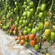 Arranca ciclo agrícola Primavera- Verano en la Zona Costa