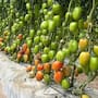 Arranca ciclo agrícola Primavera- Verano en la Zona Costa