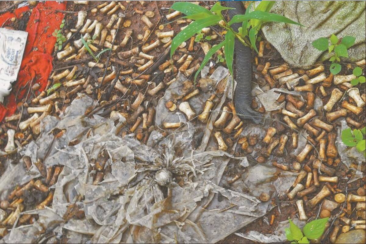 Encuentran en Sinaloa 2 mil pedazos de huesos de manos