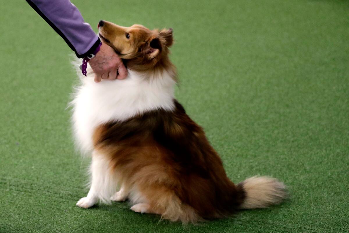 Mascotas resienten el estrés de sus dueños, según estudio