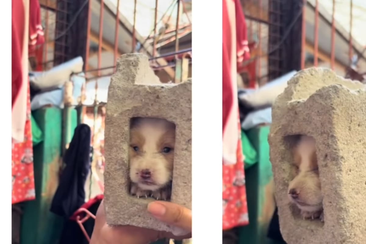 Operación rescate: El conmovedor momento en que salvan a cachorro atrapado en un ladrillo