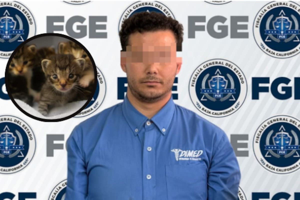 ¿Cuántos años de cárcel enfrenta Svarog “N” por mutilar dos gatos en Ensenada? La nueva ley de BC no perdona